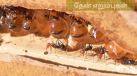Honey Ants