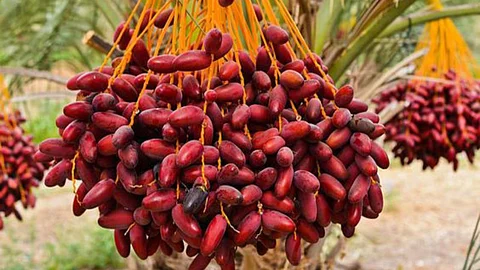 Dates