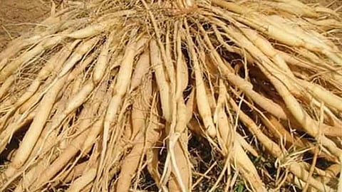 தண்ணீர்விட்டான் கிழங்கு