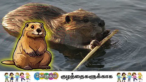 Beaver