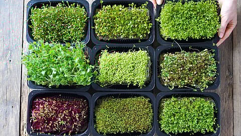 Microgreens