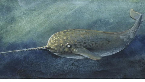 Tusk-nosed narwhal