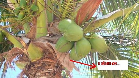 தென்னை மரம் பன்னாடை