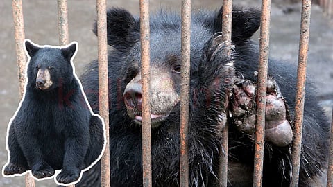 Bile Bears