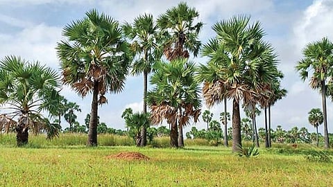 The symbol of Tamilans