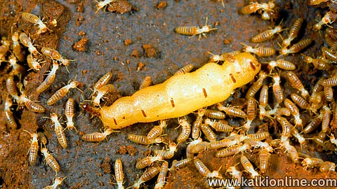 Termite Queen