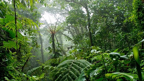 காடு வளர்ப்பு