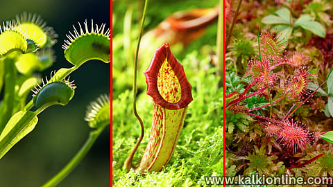 Meat-Eating Plants