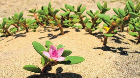 ஓர்பூடு