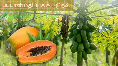 Papaya Value Addition