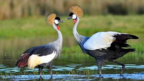 Grey crowned crane