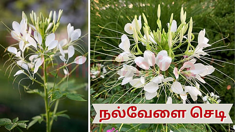 Nalvelai plant