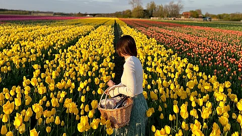 Tulip fields netherland