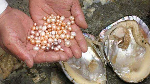 முத்து சிப்பி