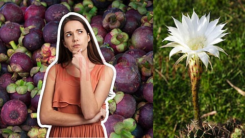 Mangosteen fruit and Queen of the Night