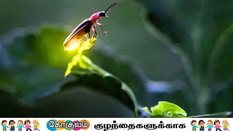 மின்மினி...