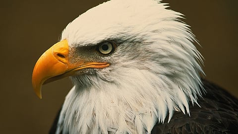 வழுக்கை கழுகு