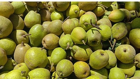 பேரிக்காய்