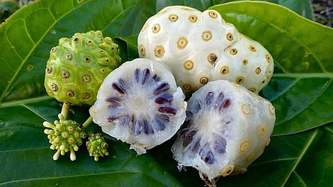 Fruits