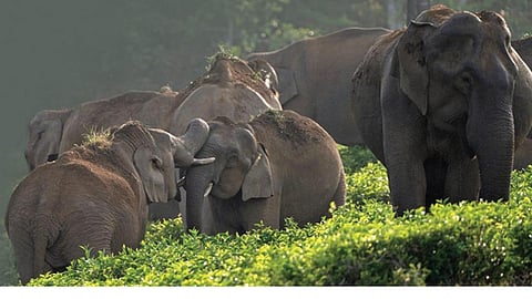 உணவு தேடி வரும் யானைகள்