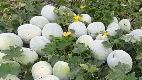 பூசணிக்காய்