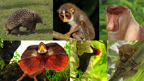 எகிட்னா, ஸ்லெண்டர் லாரிஸ், புரோபோஸ்கிஸ் குரங்கு, ஃபிரில் கழுத்து ஓணான், ஹே...ஹே, டார்சியர்