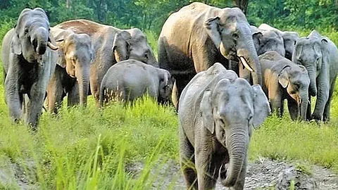 இந்திய யானைகள்