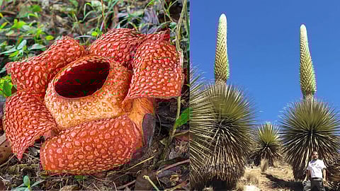 ரெஃப்லெசியா, புயா ரைமாண்டி