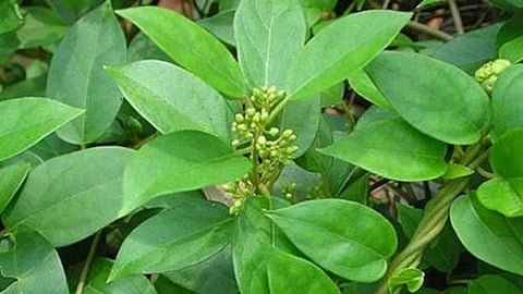 சிறுகுறிஞ்சான் கீரை