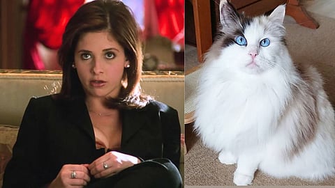 பூனை ஆற்றல் கொண்ட மனிதர்கள்