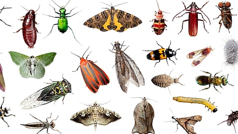 Insects