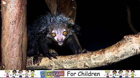 The Aye-Aye: A Spooky But Awesome Friend!