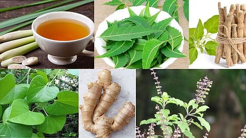 லெமன் கிராஸ், வேப்பிலை, அஸ்வகந்தா, சீந்தில், இஞ்சி, துளசி