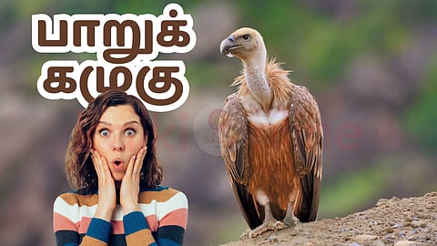 Vulture