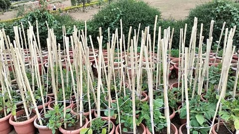 தோட்ட பங்குகள்