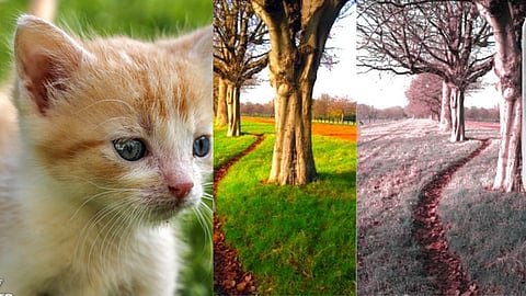 விலங்குகளின் வண்ணப்பார்வை குறைபாடு