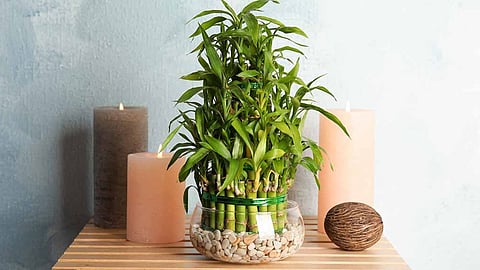 அதிர்ஷ்ட மூங்கில்