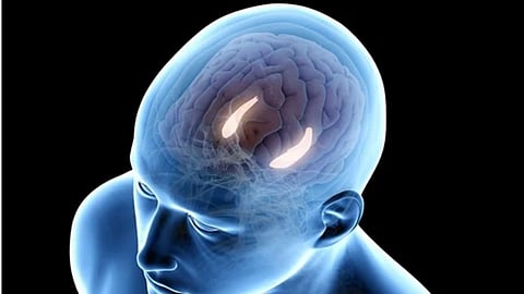 Hippocampus functions