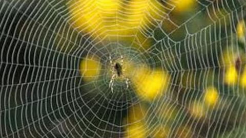 Amazing spiders