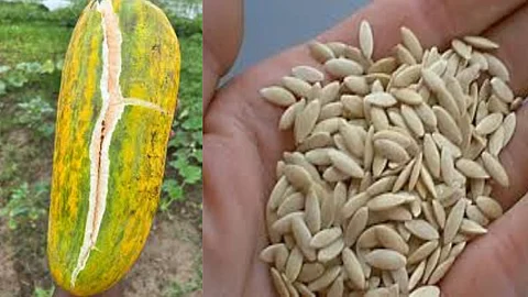 Cucumber Seed Health Benefits
