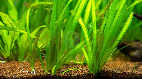 Vallisneria