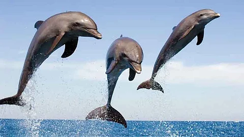 Dolphins