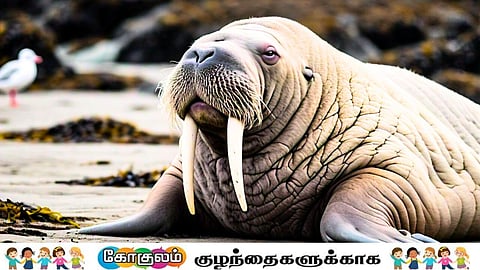 rare type mammal walrus!