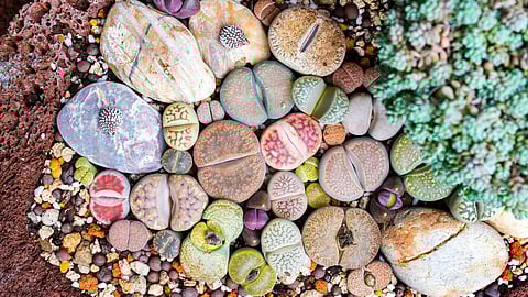 Lithops