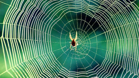 The spider started building a nest...