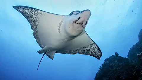 manta ray fish