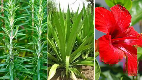 Plants for hair growth...