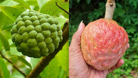 Sita Pazham vs Ramar Sita Pazham Benefits.