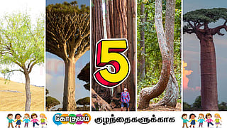 5 strangest trees