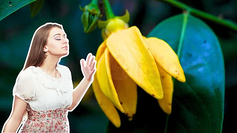 Manoranjitham Flower